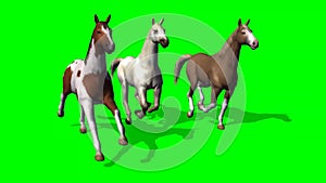 Several Galloping Horses on green screen