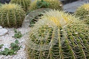 Several garden dwarf cactus plants