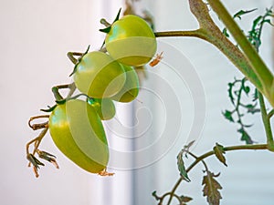 Several geen unripe cherry tomatoes on a twig