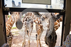 Several giraffes wait for food at bus window