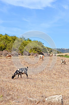 Several goats grazing on a dried field in remote Karpas Peninsula, Turkish part of Cyprus