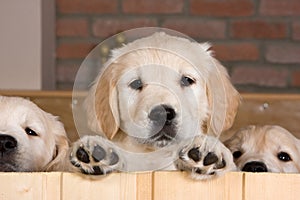 Several golden retriever puppies