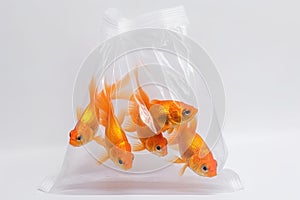 Several Goldfish in plastic bag isolated on white background