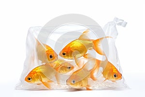 Several Goldfish in plastic bag isolated on white background.