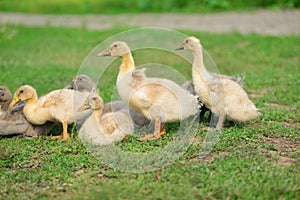 Several goslings on green grass. Walk