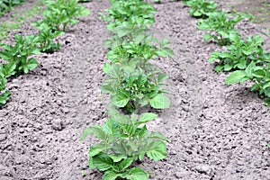 Several green bushes of growing potato in a row in the backyard garden.