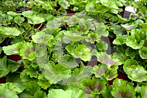 Several green Muscat, Latin name `Pelargonium`