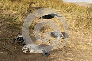 Several Grey Seal Pups