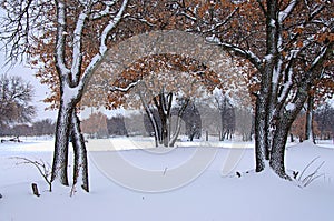 A group of oak trees with red leaves covered in snow in a field in central Texas near Abilene. photo