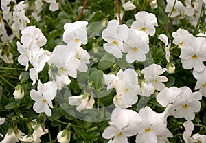 Several groveling and ordinary motley flowers day and night, the Latin name `Viola tricolor`