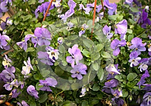 Several groveling and ordinary motley flowers day and night, the Latin name `Viola tricolor`
