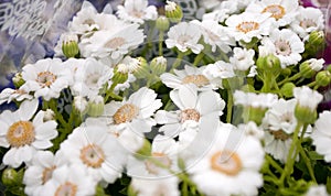 Several groveling and ordinary motley flowers day and night, the Latin name `Viola tricolor`