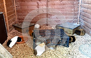 Several guinea pigs in a large home run cage