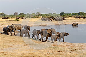 Several heard of African elephants at waterhole