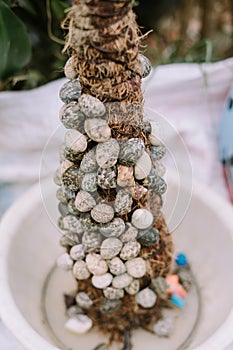 several hermit crabs resting on a bed of fibers