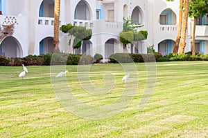 Several herons walk on the green grass of the hotel complex. Birds graze on the lawn of the resort town