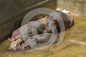 Several Hippos resting in a reservoir