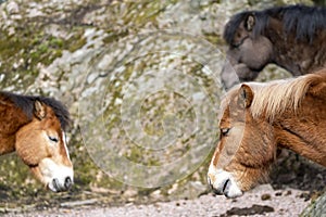 Several Horse Gotland russ, Gotland pony is an old Swedish pony breed.