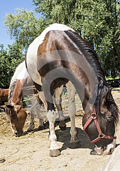 Several horses eat the dry grass