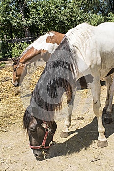 Several horses eat the dry grass