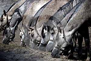 Several horses eating dry grass