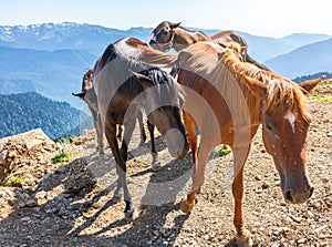 Several horses are moving along a mountain road