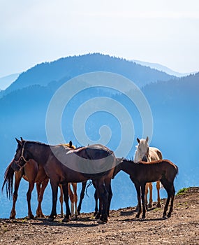 Several horses are moving along a mountain road