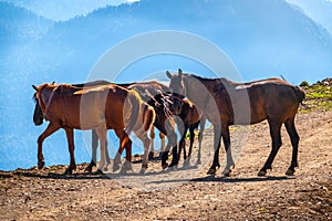 Several horses are moving along a mountain road