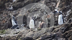 Several Humboldt penguins cavort on a rocky hill in the bay of Punihuil on Chiloe.