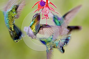 Hummingbirds  841521 photo