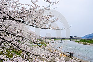 Fully bloomed cherry blossoms along Hinokinai River,Kakunodate,Akita,Tohoku,Japan in spring.selective focus photo