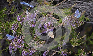 Several Idas blue or northern blue butterflies on blooming heather photo