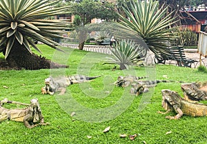 Several Iguanas at Seminario Park, Guayaquil Ecuador