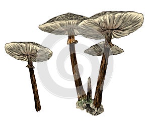 Several inedible poisonous mushrooms