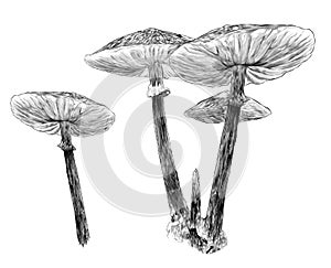 Several inedible poisonous mushrooms