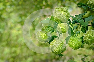 Several inflorescences of green hydrangeas on a blurred background photo