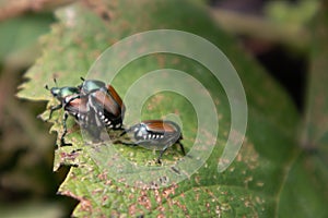 Several Japanese beetles on a grape leaf