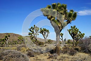 Several joshua trees and some distant hills on a hot sunny day in Joshua Tree National Park