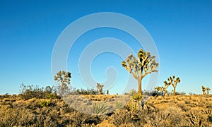 Several Joshua trees Yucca brevifolia photo