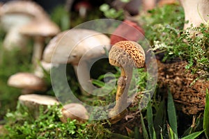 Several kinds of colorful mushrooms and fungus on green mossy log