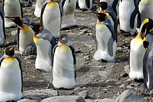 Several King Penguins