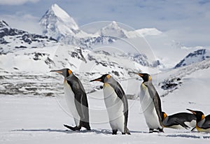 Several King penguins in fresh snow on South Georgia Island