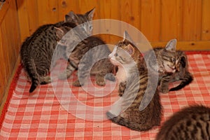 Several kittens together