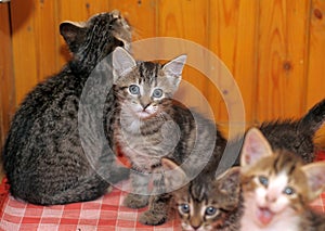 Several kittens together