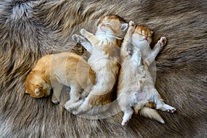 Several kittens were lying on their stomachs on a brown wool carpet, in top and close-up views. British Shorthair cat, golden,