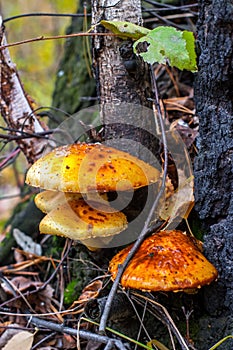 Several large beautiful toadstools with orange hats grow near the birch