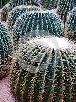 Several large cacti Echinocactus grusonii