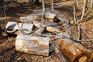 Several large cut tree logs in the forest surrounded by dirt and dry brush along the Sope Creek Trail in Marietta