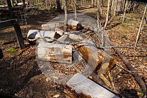 Several large cut tree logs in the forest surrounded by dirt and dry brush along the Sope Creek Trail in Marietta