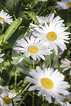 Several large garden daisies